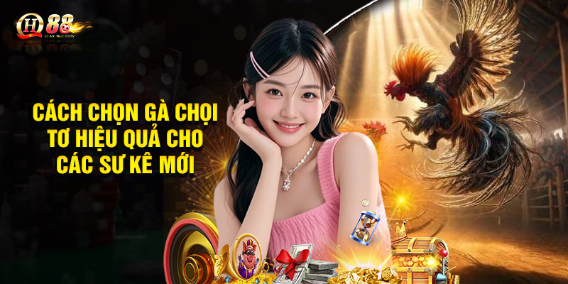 Cách nuôi gà chọi có lực thông qua chế độ luyện tập