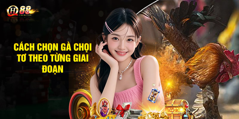 Cách nuôi gà chọi có lực bằng việc chăm sóc